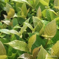 Rondeletia Amoena -Eco Garden Shop apo rondeletia amoena foliage