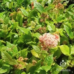 Rondeletia Amoena -Eco Garden Shop apo rondeletia amoena plants