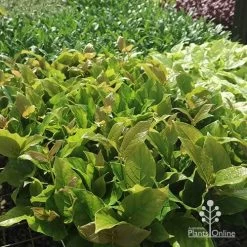 Rondeletia Amoena -Eco Garden Shop apo rondeletia amoena tubestock plants