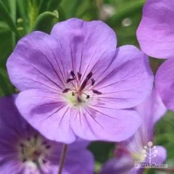 Geranium Rozanne -Eco Garden Shop apo roseanne geranium close