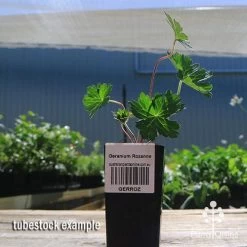 Geranium Rozanne -Eco Garden Shop apo rozanne tubestock