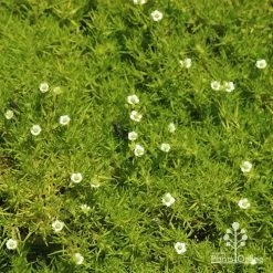 Sagina Subulata Aurea – Scotch Moss -Eco Garden Shop apo sagina aurea flowers