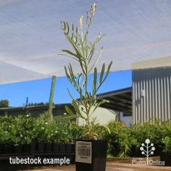 Grevillea Sandra Gordon -Eco Garden Shop apo sandra gordon grevillea tubestock 1