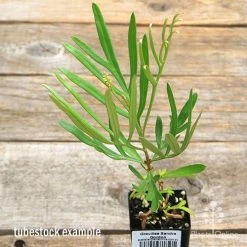 Grevillea Sandra Gordon -Eco Garden Shop apo sandra gordon tubestock