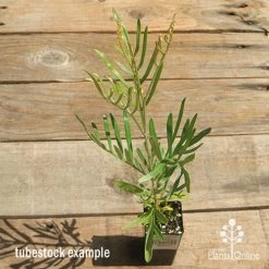 Grevillea Sandra Gordon -Eco Garden Shop apo sandra gordon tubestock above