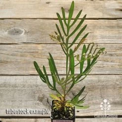 Grevillea Sandra Gordon -Eco Garden Shop apo sandra gordon tubestock top