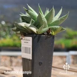 Haworthia Savanna - Succulent 13 Haworthia Savanna - Succulent -Eco Garden Shop apo savanna and pups