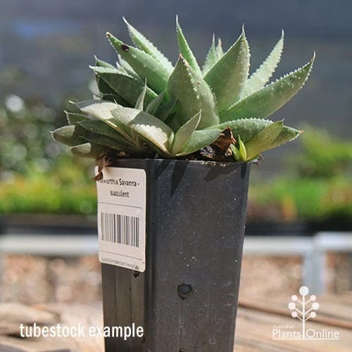 Haworthia Savanna - Succulent 7 Haworthia Savanna - Succulent - Image 7
