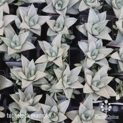 Haworthia Savanna - Succulent 10 Haworthia Savanna - Succulent -Eco Garden Shop apo savanna tubestocks