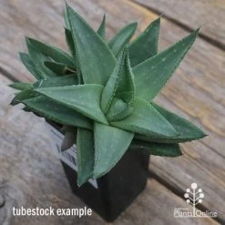 Haworthia Savanna - Succulent 9 Haworthia Savanna - Succulent -Eco Garden Shop apo savannah big size
