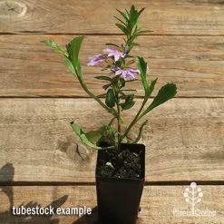 Scaevola Purple Fanfare - Fan Flower -Eco Garden Shop apo scaevola fanfare tubestock flowering