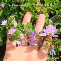 Scaevola Purple Fanfare - Fan Flower -Eco Garden Shop apo scaevola flowersize compare