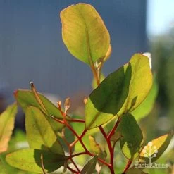 Eucalyptus Summer Scentsation - Flowering Gum -Eco Garden Shop apo scentsation gum red stems