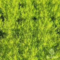 Sagina Subulata Aurea – Scotch Moss -Eco Garden Shop apo scotch moss carpet
