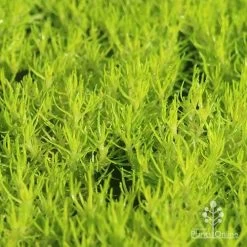 Sagina Subulata Aurea – Scotch Moss -Eco Garden Shop apo scotch moss closeup