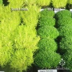 Sagina Subulata Aurea – Scotch Moss -Eco Garden Shop apo scotch moss irish moss compare