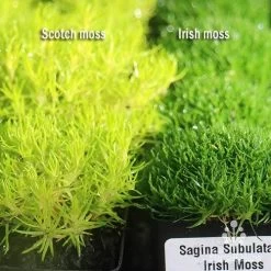Sagina Subulata Aurea – Scotch Moss -Eco Garden Shop apo scotch moss irish moss compared