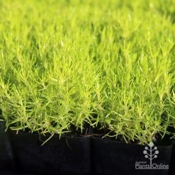 Sagina Subulata Aurea – Scotch Moss -Eco Garden Shop apo scotch moss leaves