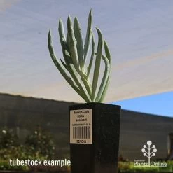 Senecio Chalk Sticks - Succulent -Eco Garden Shop apo seneci ochalk sticks tubestock sun