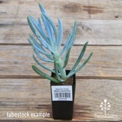 Senecio Chalk Sticks - Succulent -Eco Garden Shop apo senecio chalk staicks tubestock current