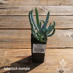 Senecio Chalk Sticks - Succulent -Eco Garden Shop apo senecio chalk sticks tubestock