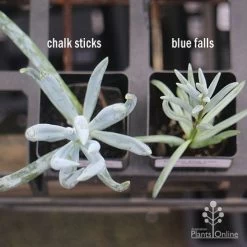 Senecio Chalk Sticks - Succulent -Eco Garden Shop apo senecio chalk sticks v blue falls 1