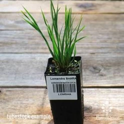 Lomandra SHARA 12 Lomandra SHARA -Eco Garden Shop apo shara tubestock top