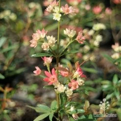 Ceratopetalum Shiraz - Christmas Bush -Eco Garden Shop apo shiraz ceratopetalum true flowers
