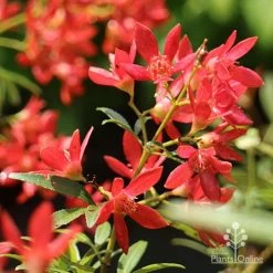 Ceratopetalum Shiraz - Christmas Bush -Eco Garden Shop apo shiraz christmas bush flowers