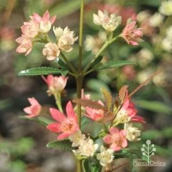 Ceratopetalum Shiraz - Christmas Bush -Eco Garden Shop apo shiraz christmas bush true flowers