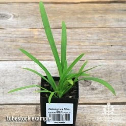 Agapanthus Silver Baby -Eco Garden Shop apo silver baby tubestock
