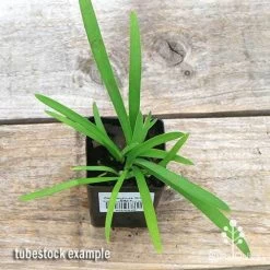 Agapanthus Silver Baby -Eco Garden Shop apo silver baby tubestock top