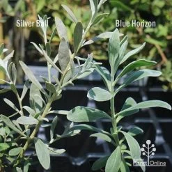 Eremophila Blue Horizon - Emu Bush -Eco Garden Shop apo silver ball v blue horizon 1