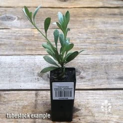 Convolvulus Cneorum - Silverbush -Eco Garden Shop apo silverbush tubestock top