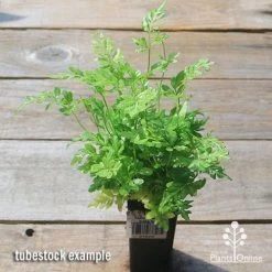 Pteris - Slender Brake Fern -Eco Garden Shop apo slender brake pteris tubetock