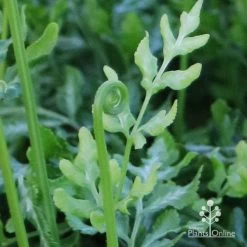 Pteris - Slender Brake Fern -Eco Garden Shop apo slender pteris curl