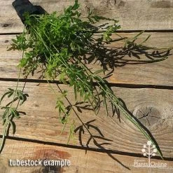 Pteris - Slender Brake Fern -Eco Garden Shop apo slender pteris tubestock flat