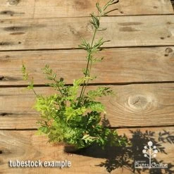 Pteris - Slender Brake Fern -Eco Garden Shop apo slender pteris tubestock top