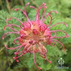 Grevillea Soopa Doopa -Eco Garden Shop apo soopa doopa full open
