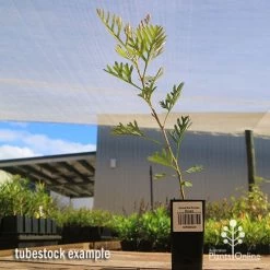 Grevillea Soopa Doopa -Eco Garden Shop apo soopa doopa tubestock