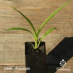 Spathoglottis Purple Haze - Native Orchid 5 Spathoglottis Purple Haze - Native Orchid -Eco Garden Shop apo spathoglottis purple haze tubestock