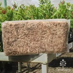 Sphagnum Moss 12L -Eco Garden Shop apo sphagnum sun