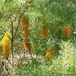 Eco Garden Shop -Eco Garden Shop apo spinulosa flowers