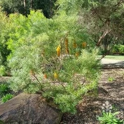 Banksia Spinulosa - Hairpin Banksia -Eco Garden Shop apo spinulosa in winter