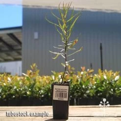Banksia Spinulosa - Hairpin Banksia -Eco Garden Shop apo spinulosa tubestock