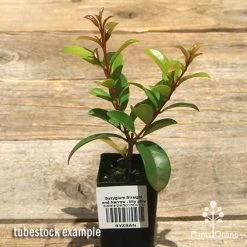 Syzygium Straight And Narrow - Lilly Pilly -Eco Garden Shop apo straight and narrow lilly pilly tubestock
