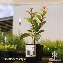 Syzygium Straight And Narrow - Lilly Pilly -Eco Garden Shop apo straight and narrow tubestock