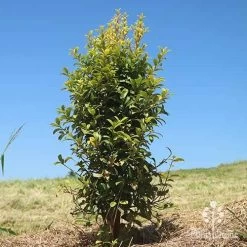 Syzygium Straight And Narrow - Lilly Pilly -Eco Garden Shop apo straight narrow planting