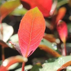 Eucalyptus Olida - Strawberry Gum -Eco Garden Shop apo strawberry gum backlit