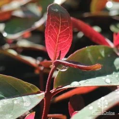 Eucalyptus Olida - Strawberry Gum -Eco Garden Shop apo strawberry gum dewdrop